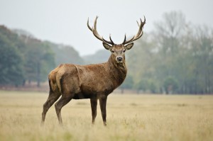 Fotolia 36908525 S 300x199 Portrait of majestic red deer stag in Autumn Fall